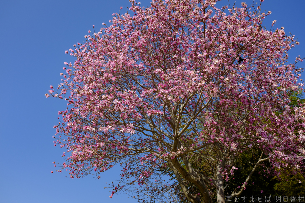 明日香村　大字豊浦