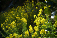 明日香村　大字稲渕