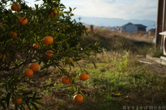 明日香村　大字橘
