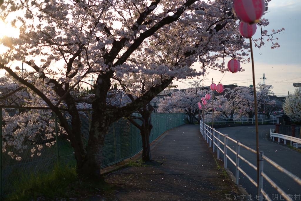 橿原市　飛鳥川沿いの桜