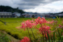 明日香村　大字平田