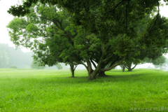明日香村　大字川原　川原寺跡