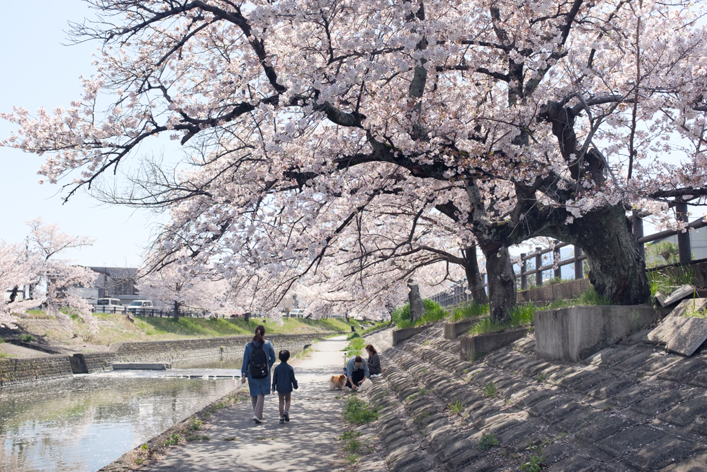 奈良県大和高田市　高田千本桜