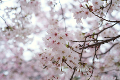 大和高田市　高田千本桜