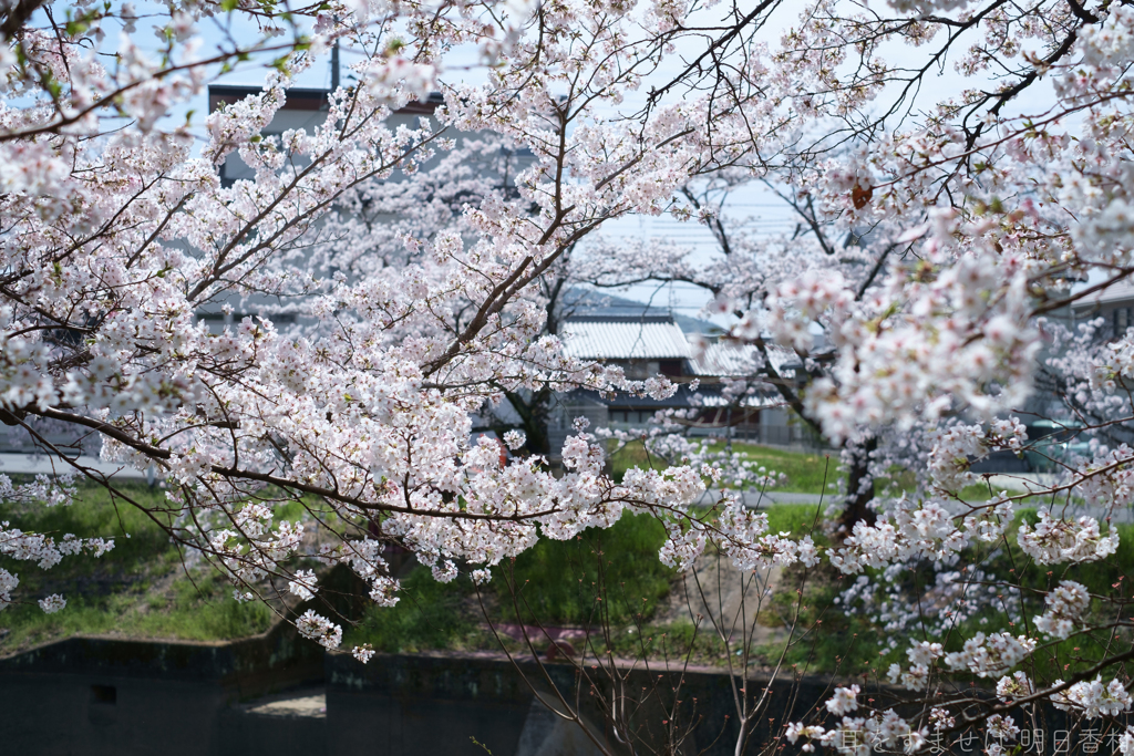 橿原市　飛鳥川沿いの桜