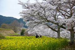 明日香村　大字島庄（ 石舞台古墳 ）