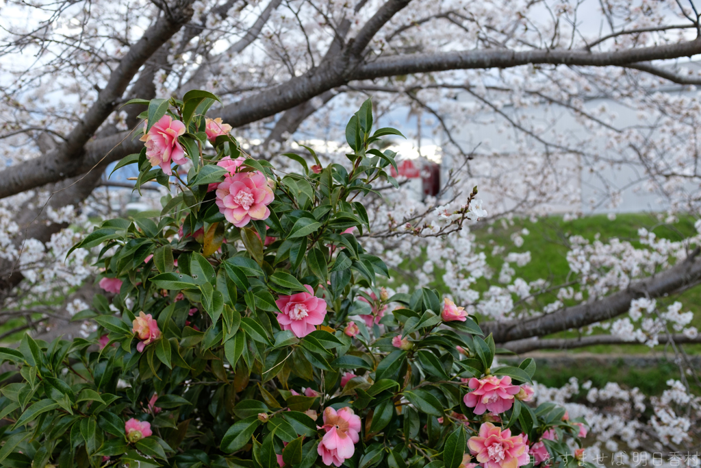 奈良県田原本町　飛鳥川沿いの桜