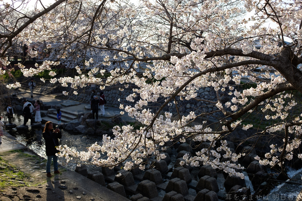 奈良市　佐保川沿いの桜