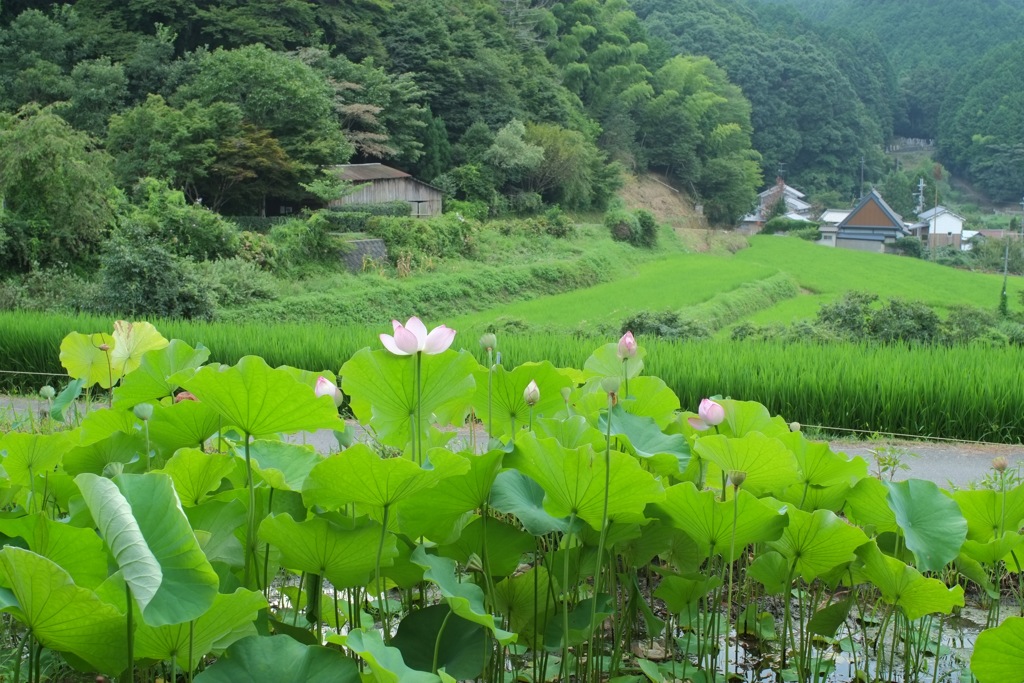 明日香村 栢森