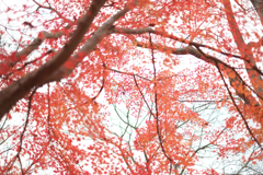 明日香村 大字豊浦( 国営飛鳥歴史公園 甘樫丘地区 ) 明日香村 大字豊浦( 国営飛鳥歴史公園 甘樫丘地区 )