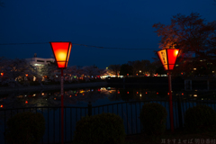 奈良県大和高田市　高田千本桜