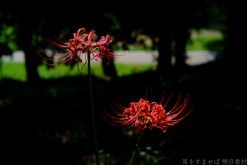 明日香村　大字檜前（ 檜前寺跡 ）