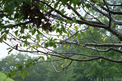 国営飛鳥歴史公園　高松塚周辺地区
