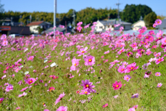 明日香村　大字平田
