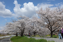 奈良県橿原市　飛鳥川沿いの桜