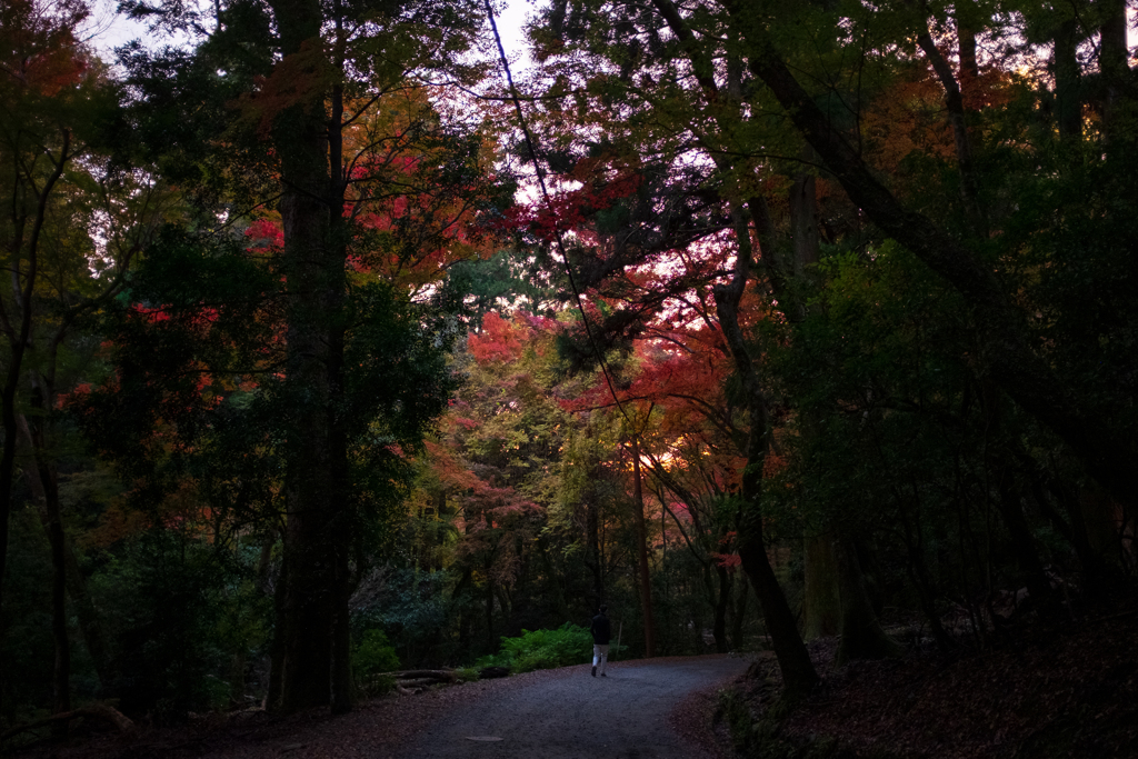 奈良　春日山原始林