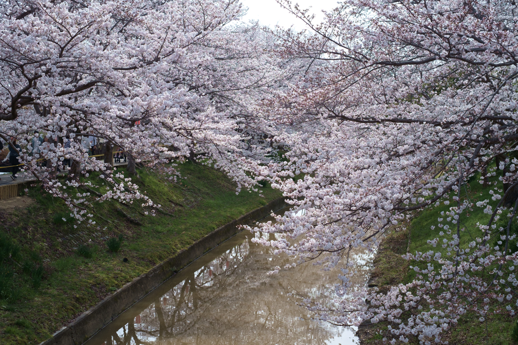奈良市　佐保川沿いの桜