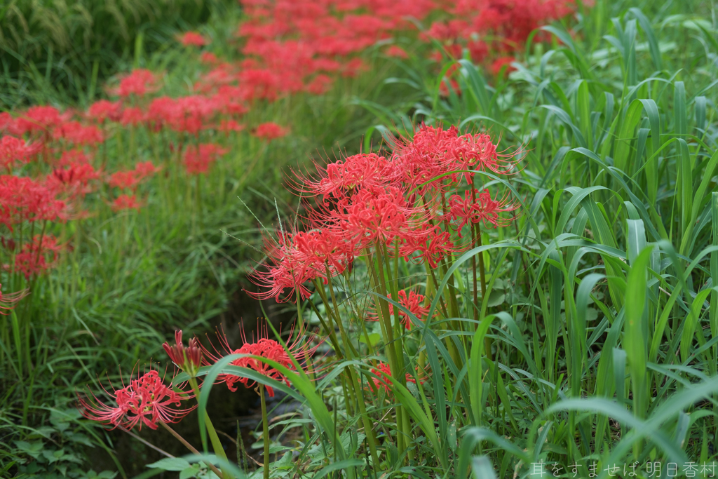 明日香村　大字岡
