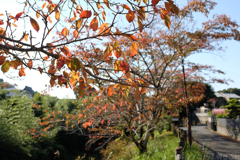 明日香村　大字橘