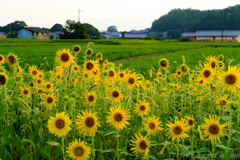 明日香村 大字岡 明日香村 大字岡