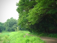 明日香村 豊浦 （ 甘樫丘 ）