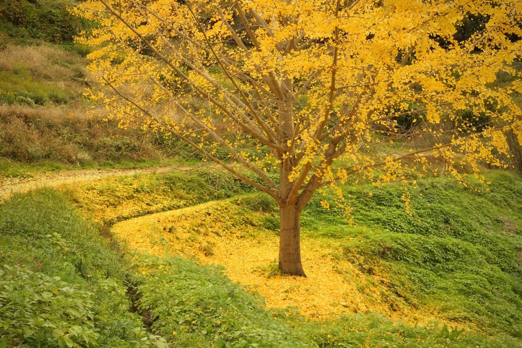 明日香村　大字稲淵