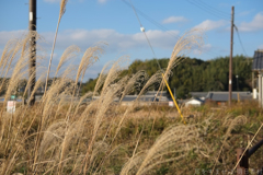 明日香村　大字橘