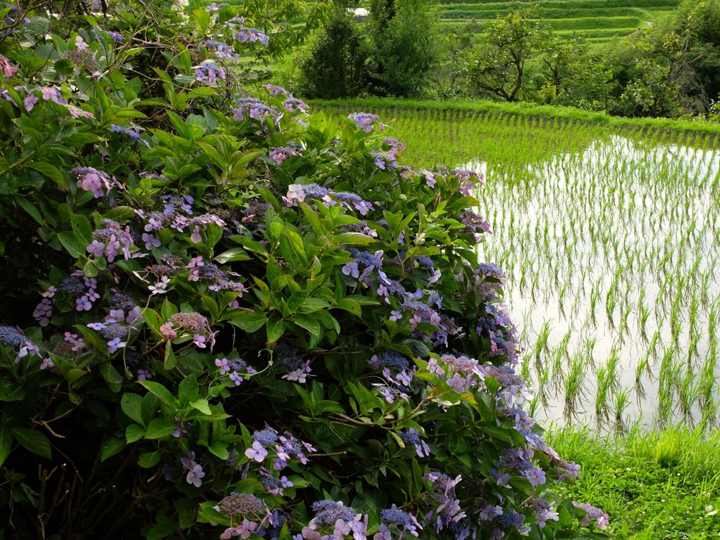 明日香村 稲渕棚田