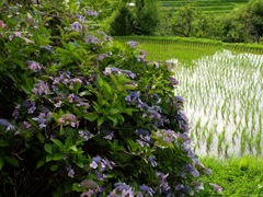 明日香村 稲渕棚田