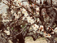 奈良県高市郡高取町