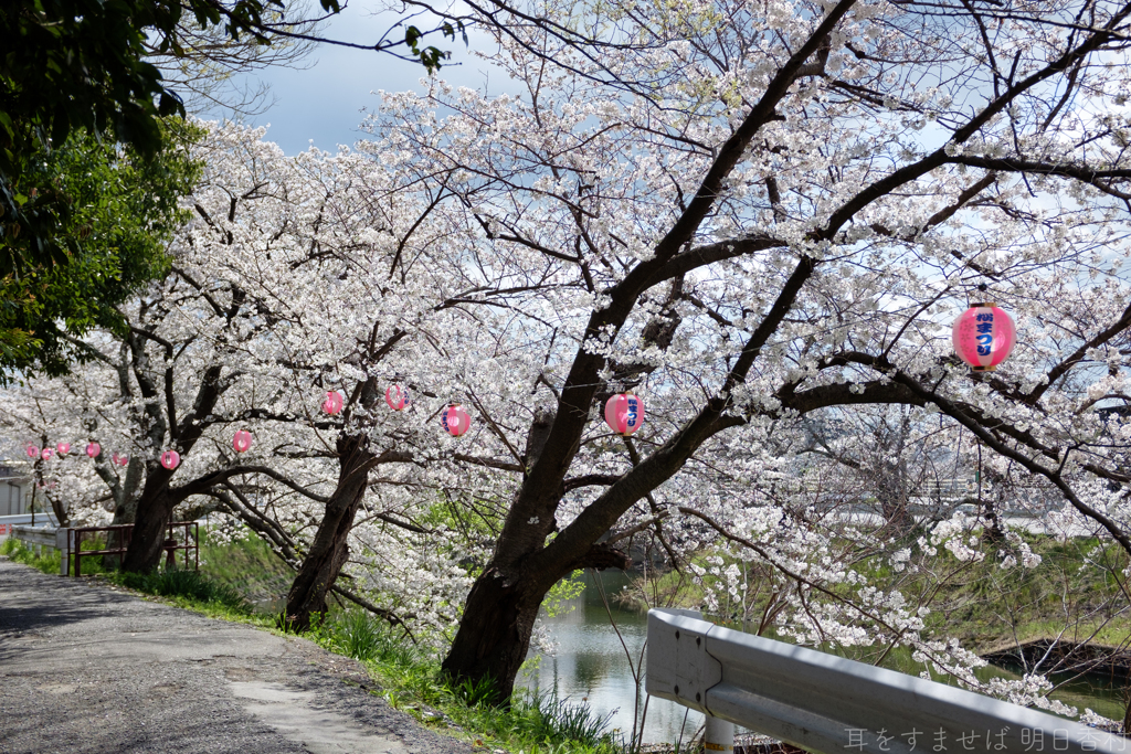 奈良県橿原市　飛鳥川沿いの桜