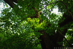 明日香村　大字平田