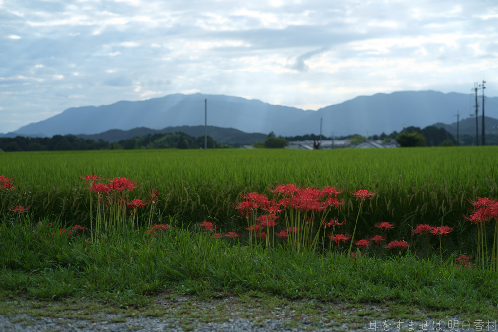 明日香村　大字橘