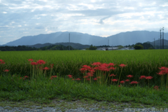 明日香村　大字橘