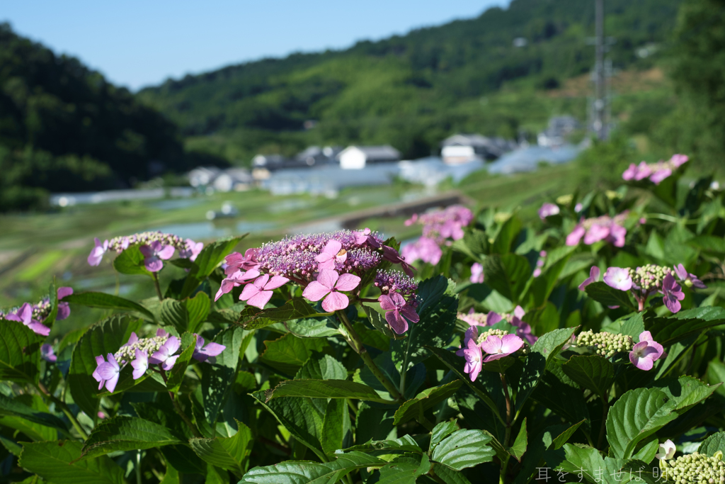 明日香村　大字稲渕