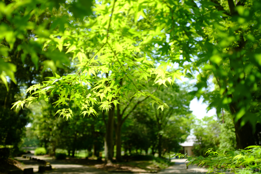 明日香村　大字豊浦