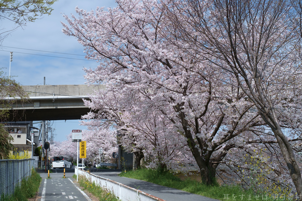 橿原市　飛鳥川沿いの桜