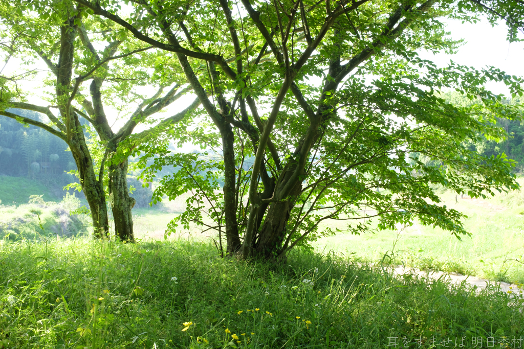 明日香村　大字豊浦