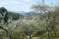 明日香村　大字豊浦　甘樫丘