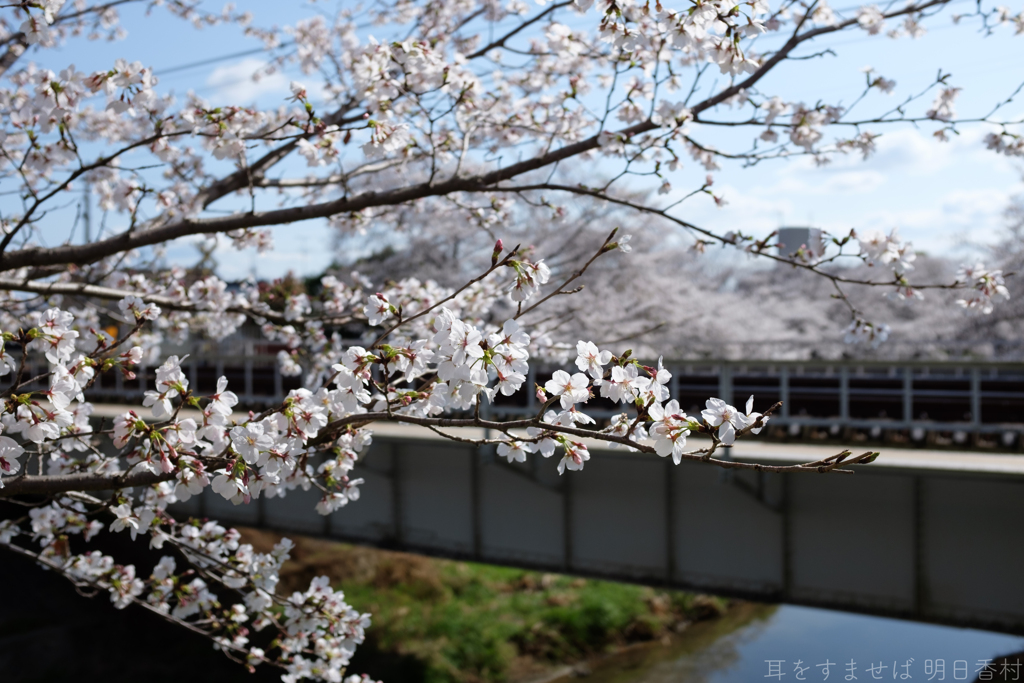 奈良市　佐保川沿いの桜