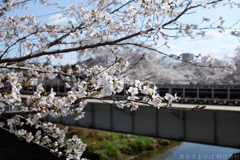 奈良市　佐保川沿いの桜