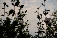 明日香村　大字豊浦