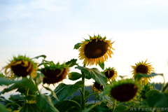 明日香村 大字岡 明日香村 大字岡