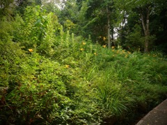 明日香村 豊浦 （ 甘樫丘 ）