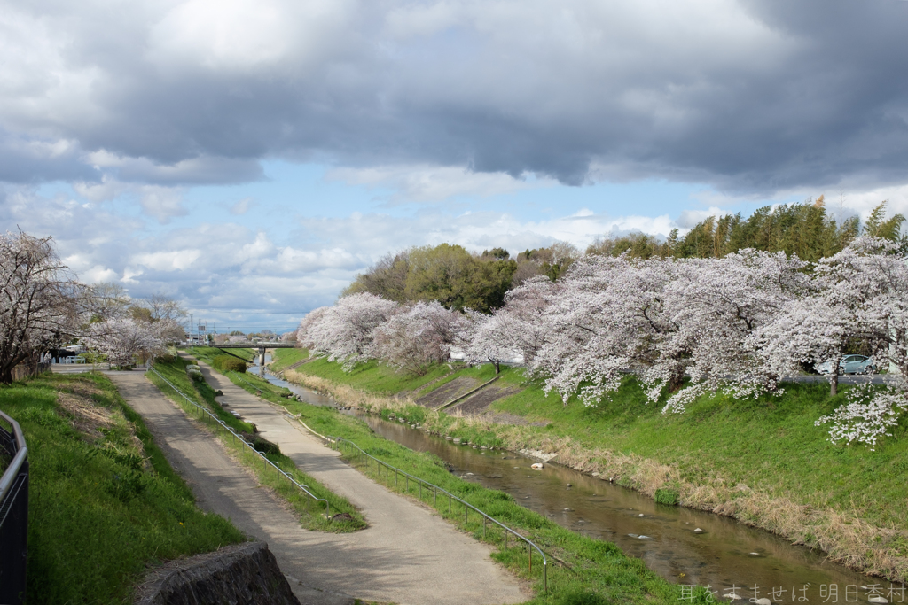 奈良県田原本町　飛鳥川沿いの桜