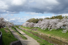 奈良県田原本町　飛鳥川沿いの桜