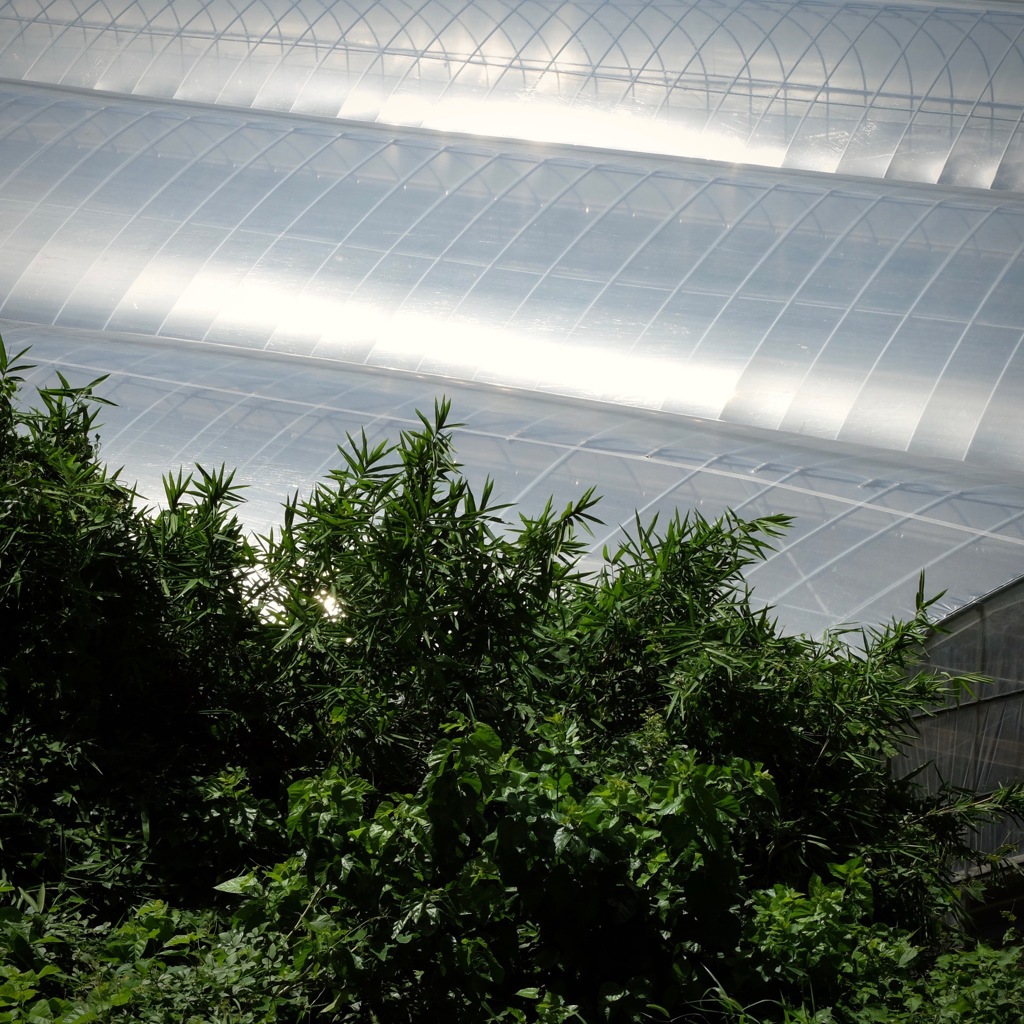 明日香村　大字平田