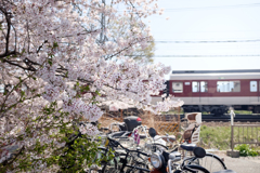 奈良県大和高田市　高田千本桜