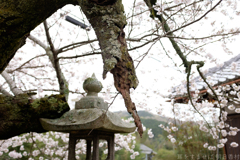 御所市 鳥井戸　妙相寺