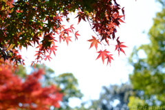 明日香村　大字豊浦（ 国営飛鳥歴史公園　甘樫丘地区 ）